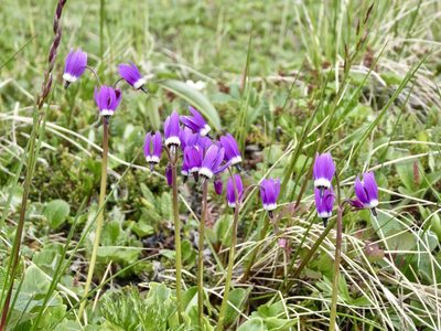 Primula frigida, photographed by Cheryl McCleary-Catalano