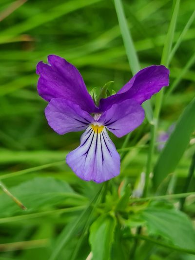 Viola dacica, photographed by Jacek Pietruszewski