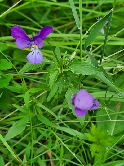 Viola dacica, photographed by Jacek Pietruszewski