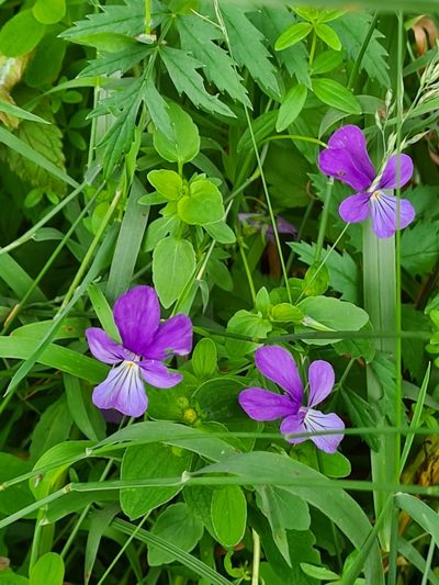 Viola dacica, photographed by Jacek Pietruszewski
