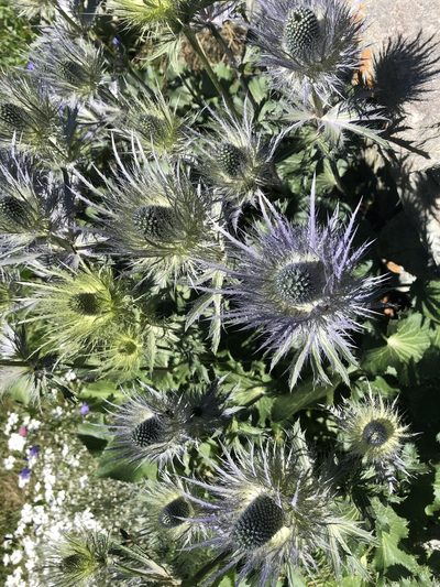 Eryngium alpinum, photographed by James Hardcastle