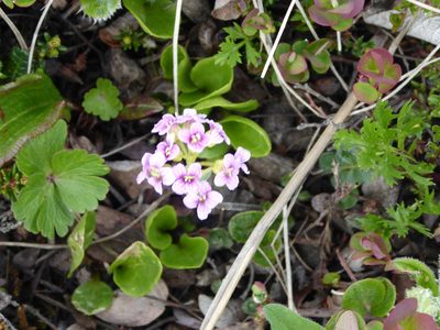 Cardamine purpurea, photographed by Cheryl McCleary-Catalano