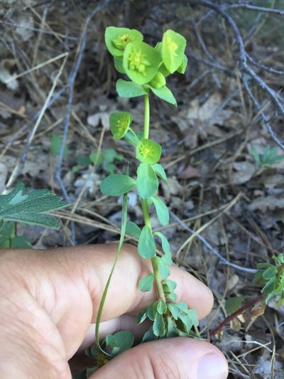 Euphorbia crenulata, photographed by Scott Loarie