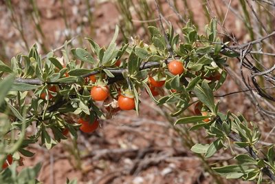 Lycium pallidum, photographed by desertnaturalist