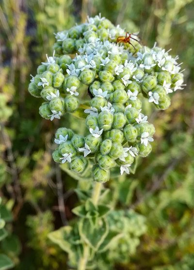 Origanum onites, photographed by Eleftherios Katsillis