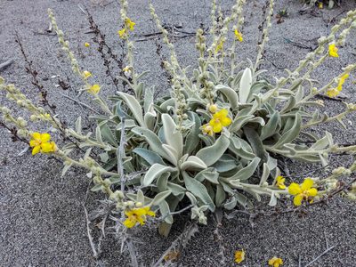 Verbascum syriacum, photographed by Eleftherios Katsillis