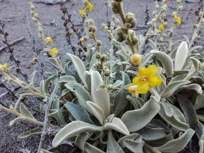 Verbascum syriacum, photographed by Eleftherios Katsillis