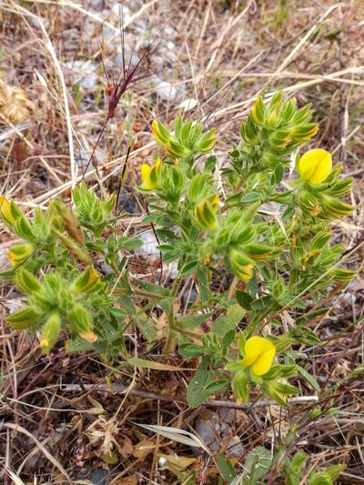 Ononis pubescens, photographed by Eleftherios Katsillis