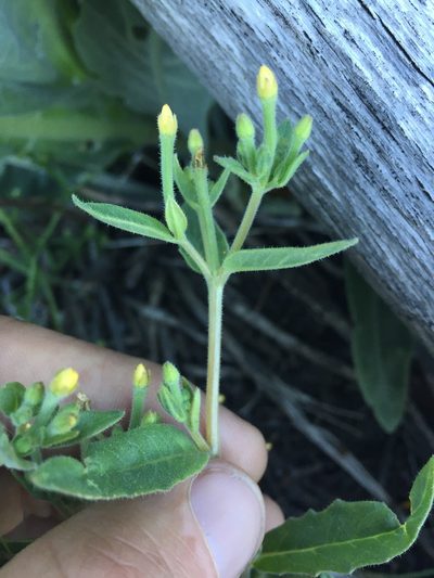 Mentzelia dispersa, photographed by Scott Loarie