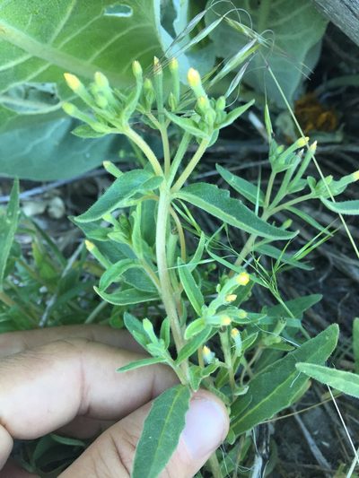 Mentzelia dispersa, photographed by Scott Loarie