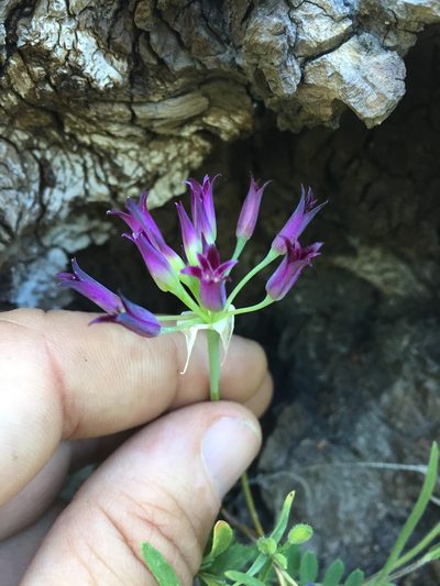Allium bolanderi, photographed by Scott Loarie