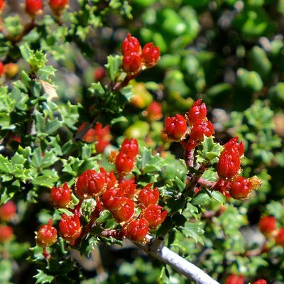 Ceanothus confusus, photographed by John Hibbard
