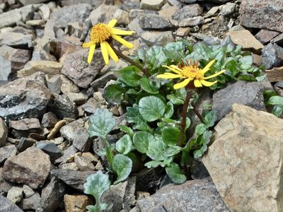 Packera cymbalaria, photographed by Cheryl McCleary-Catalano