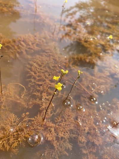 Utricularia geminiscapa, photographed by Bonnie Semmling