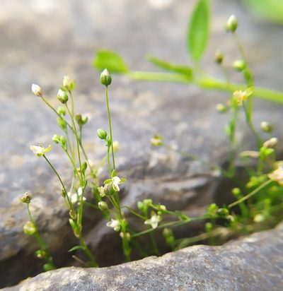 Sagina micropetala, photographed by carnifex