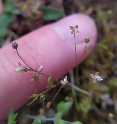Sagina micropetala, photographed by carnifex