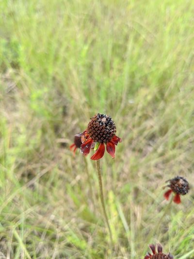 Rudbeckia graminifolia, photographed by Michael A. Alcorn