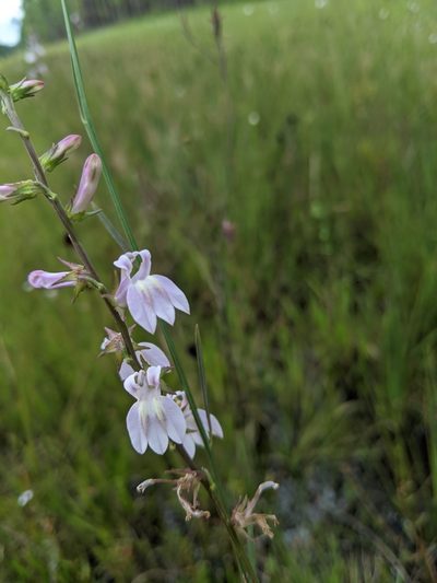 Lobelia floridana, photographed by Michael A. Alcorn