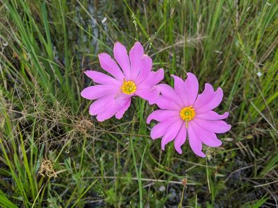 Sabatia decandra, photographed by Michael A. Alcorn