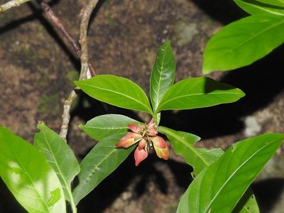 Justicia mirandae, photographed by Neptalí Ramírez Marcial
