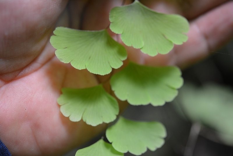 Adiantum deflectens, photographed by Neptalí Ramírez Marcial