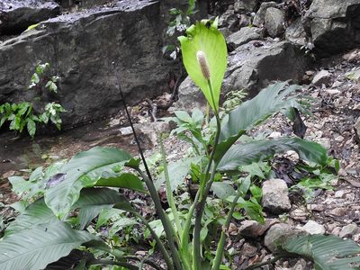 Spathiphyllum cochlearispathum, photographed by Neptalí Ramírez Marcial