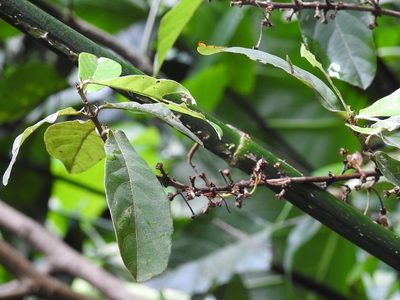 Bunchosia montana, photographed by Neptalí Ramírez Marcial