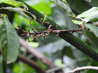 Bunchosia montana, photographed by Neptalí Ramírez Marcial