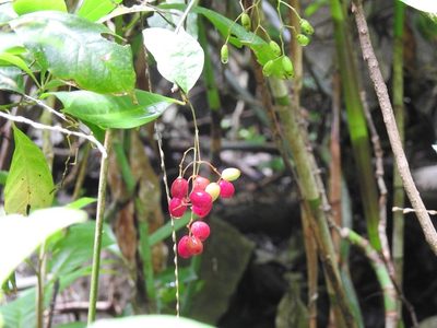 Neea psychotrioides, photographed by Neptalí Ramírez Marcial