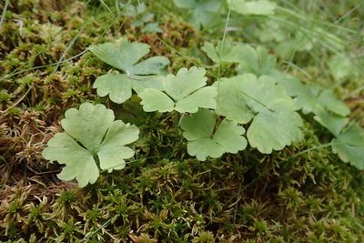 Ranunculus lapponicus, photographed by Rob Foster