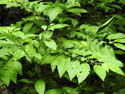 Witheringia meiantha, photographed by Neptalí Ramírez Marcial