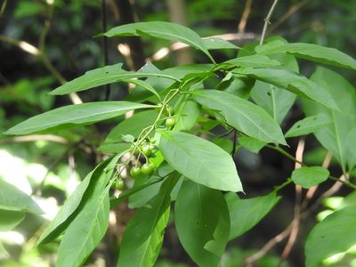 Witheringia meiantha, photographed by Neptalí Ramírez Marcial