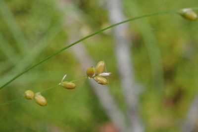 Carex disperma, photographed by Rob Foster