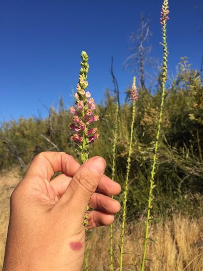 Sairocarpus virga, photographed by Scott Loarie