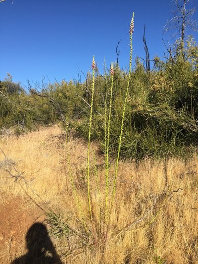 Sairocarpus virga, photographed by Scott Loarie