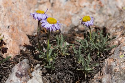 Erigeron vetensis, photographed by Cecelia Alexander