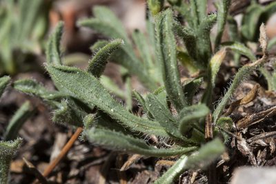 Erigeron vetensis, photographed by Cecelia Alexander