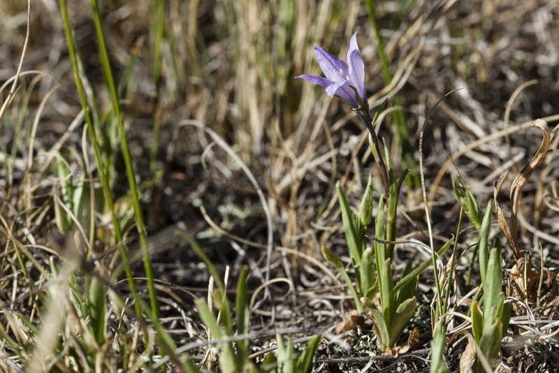 Campanula parryi, photographed by Cecelia Alexander