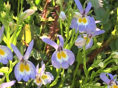 Downingia bacigalupii, photographed by Leah Gardner