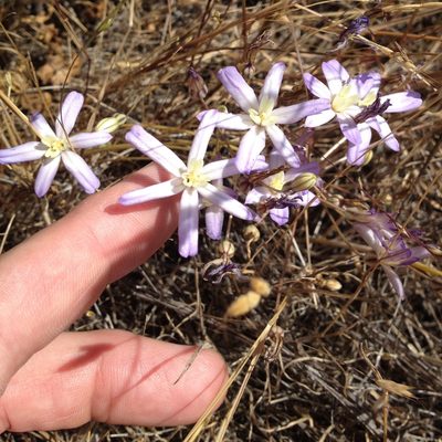 Brodiaea nana, photographed by Justin