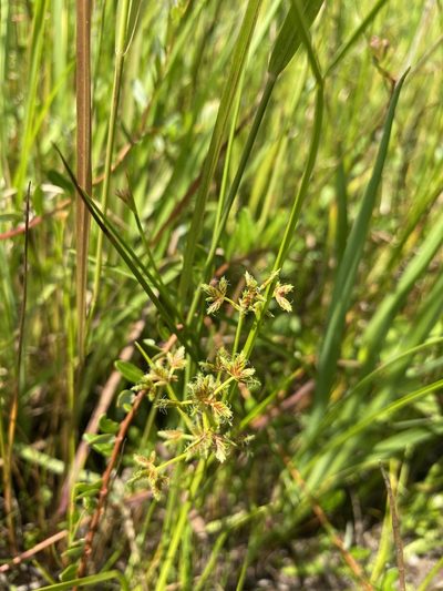 Cyperus dentatus, photographed by Bonnie Semmling