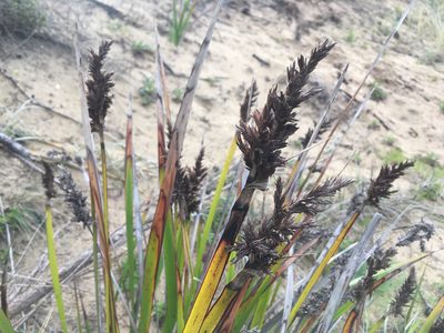 Lepidosperma gladiatum, photographed by Miguel de Salas