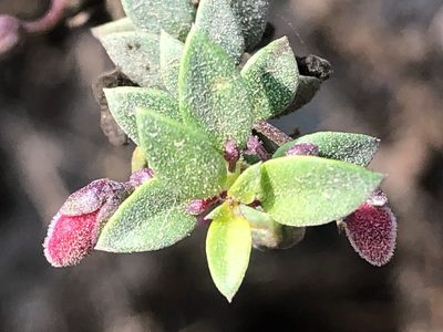 Galvezia fruticosa, photographed by capacoscar