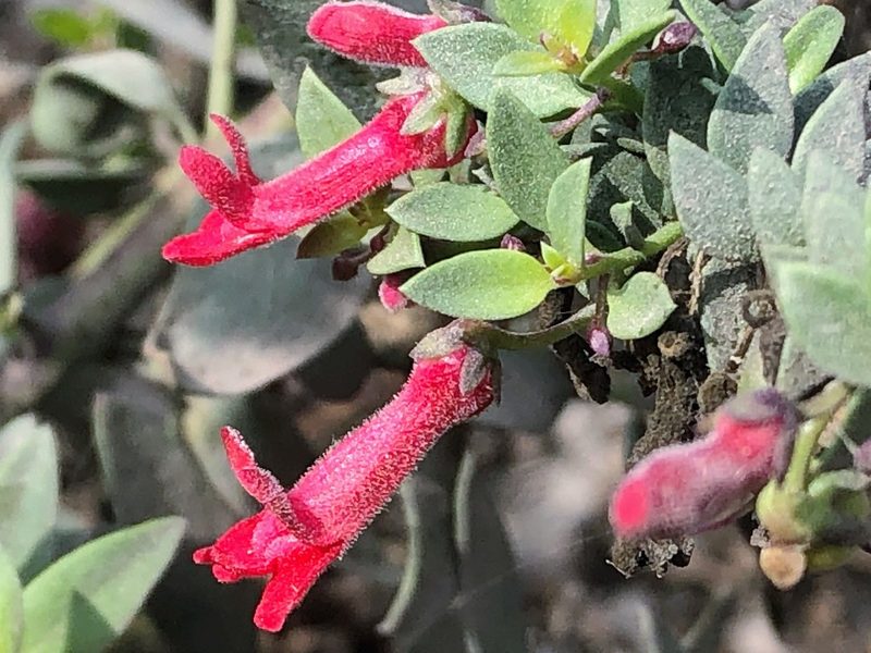 Galvezia fruticosa, photographed by capacoscar