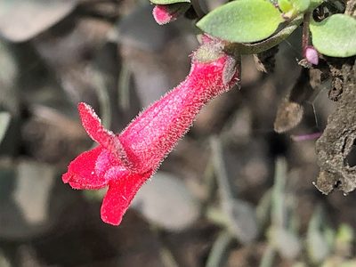 Galvezia fruticosa, photographed by capacoscar