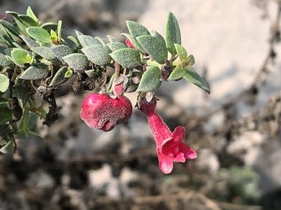 Galvezia fruticosa, photographed by capacoscar