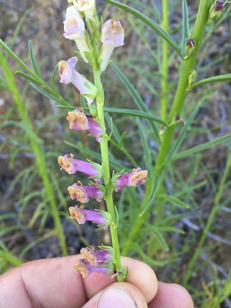 Sairocarpus virga, photographed by Scott Loarie