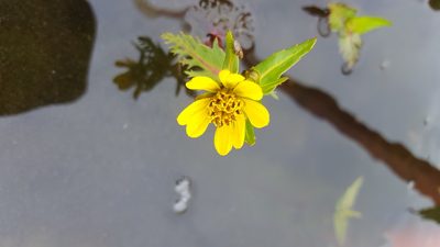 Bidens beckii, photographed by Norma Malinowski