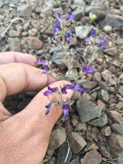 Collinsia greenei, photographed by Scott Loarie