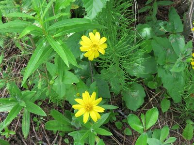 Arnica latifolia, photographed by Erin Springinotic